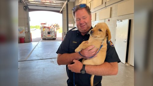 'He touched the hearts of many': Therapy puppy at N.B. fire department dies in his sleep