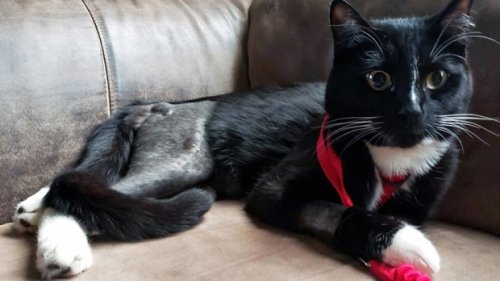 More foster families needed as BC SPCA sees influx of vulnerable animals