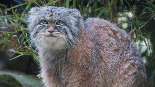 Wildcat known for grumpy expression detected for the first time on Mount Everest