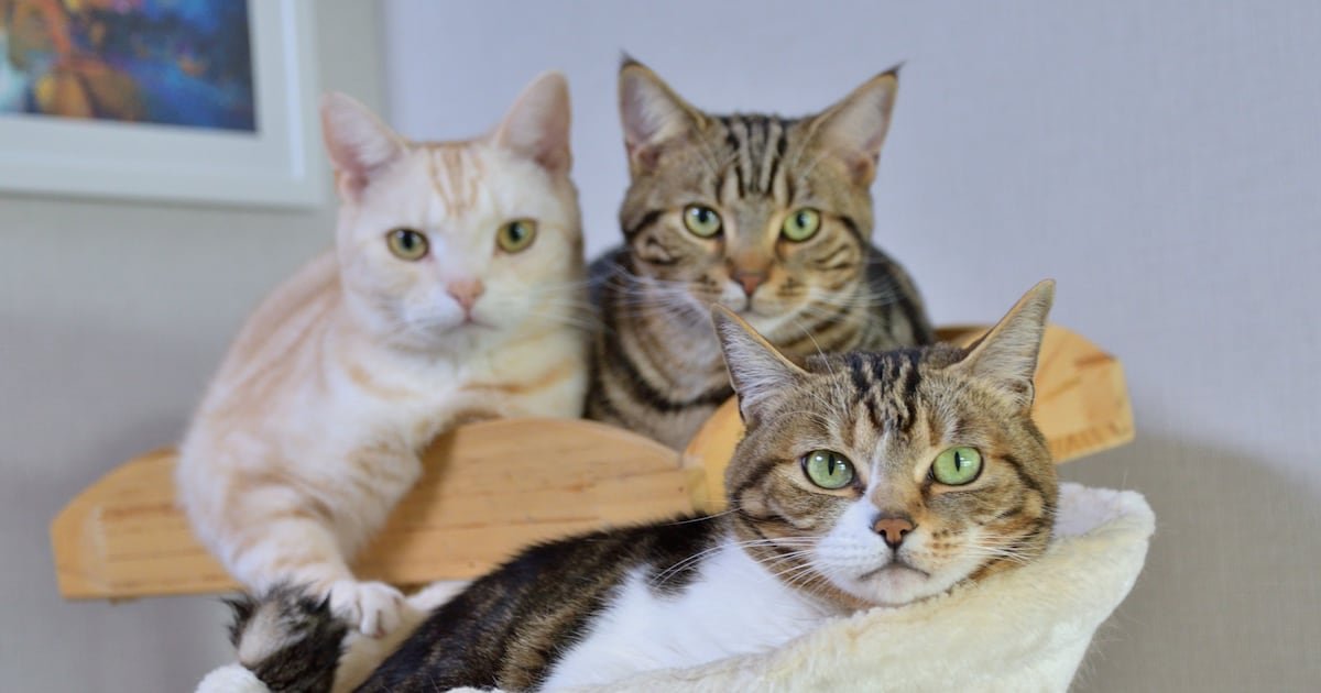 Cat at shelter
