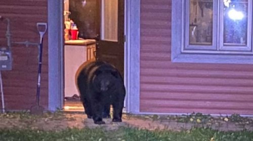 'The bear is in the hallway': Black bear breaks into northern Alta.'s family home