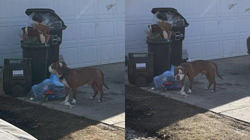 Unleashed dog spotted in front of home where boy was killed by dogs: city