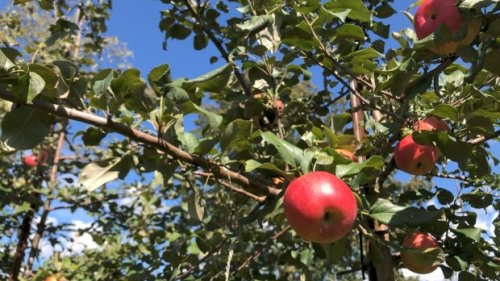 Apple picking season has arrived in the Ottawa area