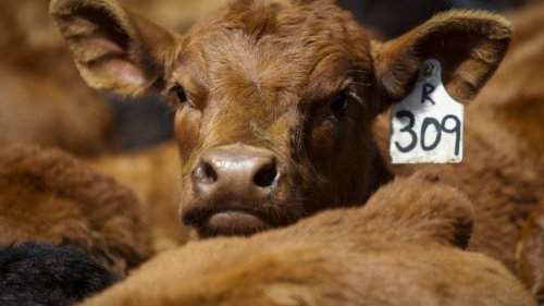Rebranded: Ranching group drops 'Cattlemen' name to be more gender inclusive
