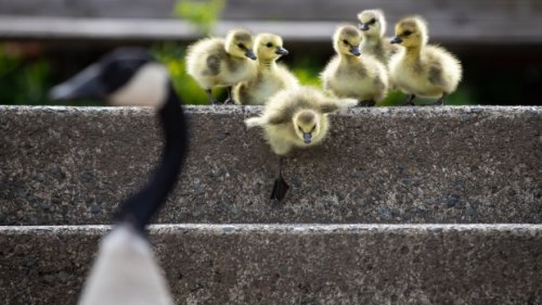 Canada geese: What you may not know about the pesky national symbol