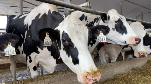 Richmond farmers take in cattle after Navan barn destroyed