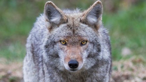 Toronto neighbourhood afraid after residents attacked by coyote