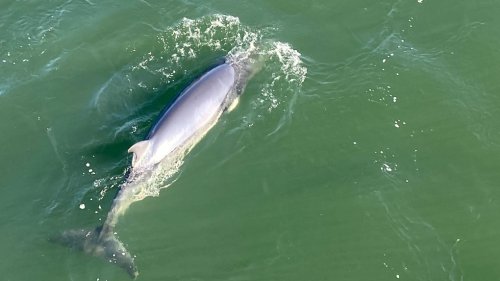 A minke whale has been found dead in the St. Lawrence river