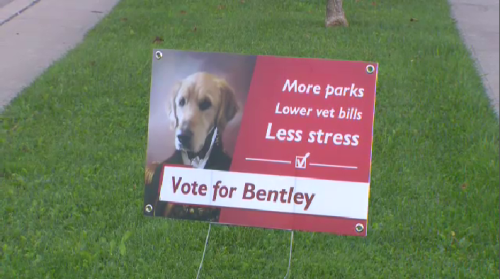 'Vote For Bentley': Pet candidate campaign sign pops up in Waterloo