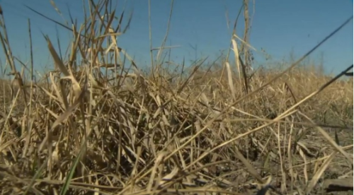 Province forecasts only 19.7 per cent of Alberta crops are in 'good' to 'excellent' condition