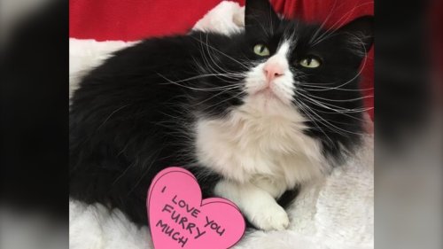 Thinking of getting a pet? BC SPCA offering half-price adoptions until Oct. 6
