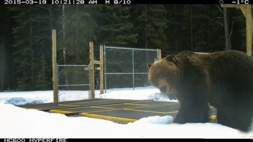 'The Boss' is back: Grizzly emerges from den in Banff