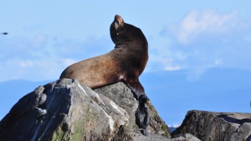 Decapitated sea lions keep washing up on Vancouver Island; expert sees a pattern