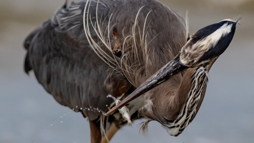 Tennis play doesn't deter Stanley Park herons from courtship, nest building: expert