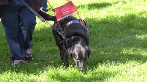 Dozens take part in walk for guide dogs in Orillia