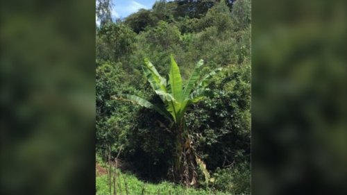 Banana-like crop could feed more than 100 million people, study finds