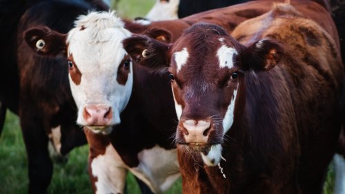Farmers union hopes to attract loose cattle that have been on the run in Quebec town