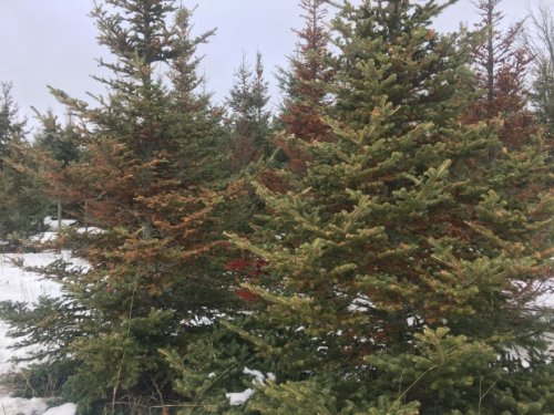Real Christmas trees could be in short supply this year