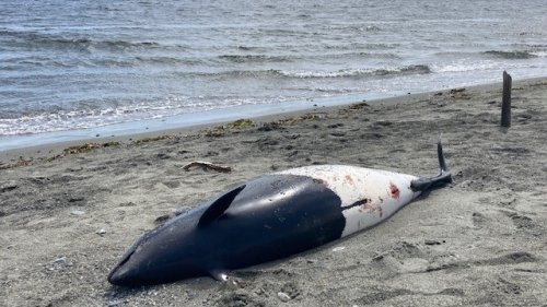 DFO investigating dead porpoise found near Victoria