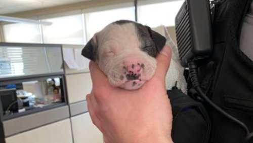 1 puppy survives, 7 perish in house fire north of downtown
