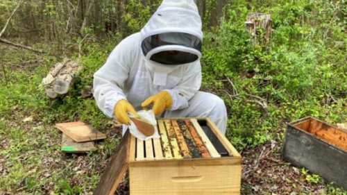 New 'superfood' for bees may be able to help detoxify hives contaminated with pesticides