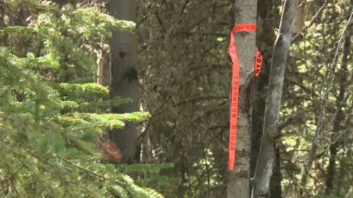 79-year-old logger killed by falling tree near Quebec City