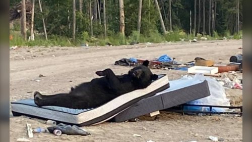 Do not disturb: Hilarious northern Ontario black bear sighting