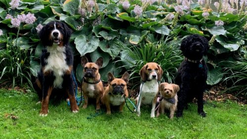 'It's an adjustment': Waterloo dog retreat booming as more pooches face separation anxiety