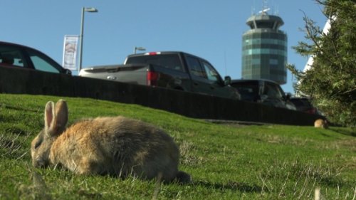 YVR rabbit cull suspended, airport promises to seek 'alternative solutions' to control population