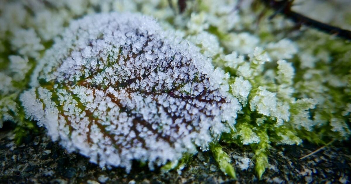 Frost advisory issued for Calgary with near-zero temperatures expected overnight