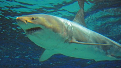Advocacy group warns that 500,000 sharks may need to die for a COVID-19 vaccine