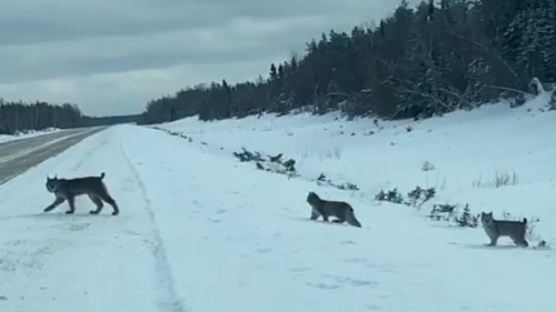 'Extremely rare' sighting of a lynx litter caught on camera by Hydro worker