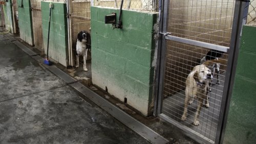 Dog named Kujo likely to 'kill or injure,' B.C. court rules in euthanasia decision