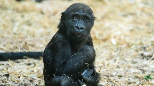 Calgary gorilla died after being hit by a door: officials