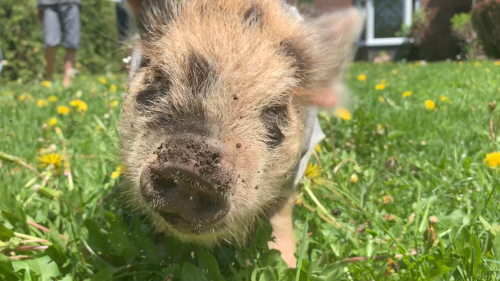 Meet Beastie Boy, the pet pig from Quebec who can help clear your garden