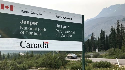 Parks Canada euthanizes injured black bear cub in Jasper National Park for humane reasons
