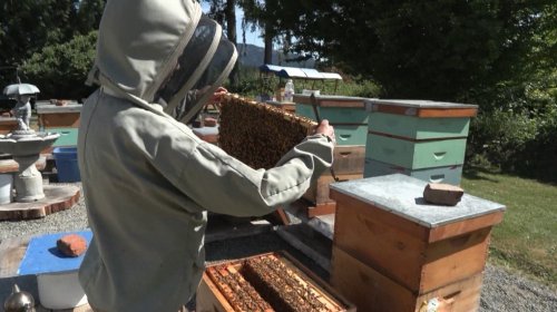 Disease and climate change put pressure on bees and their keepers: apiary inspector