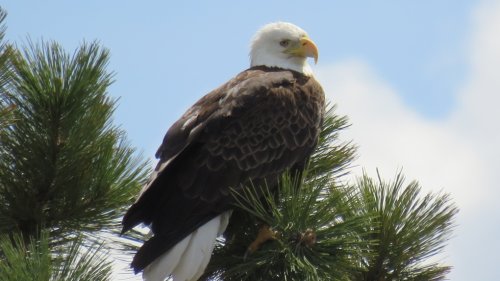 Bald eagle sightings in Regina not as rare as some might think