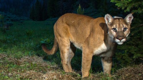 Cougar Spotted In Langford Backyard Flipboard