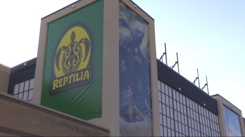 Despite being dubbed a ‘spa for reptiles,’ Reptilia gets no clarity about exotic animal exemption