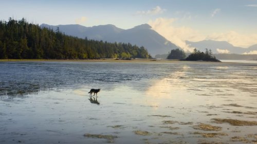 Will Arnett narrates new Netflix documentary about Vancouver Island wilderness