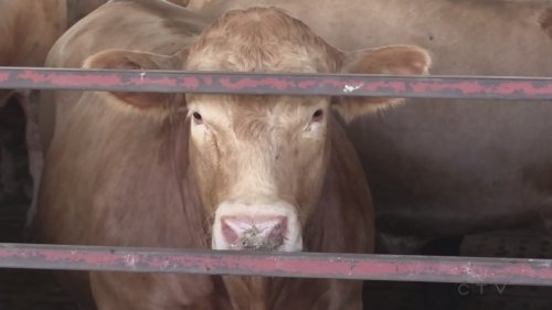'Among the worst I've seen': More than 200 cows seized from Vancouver Island property for neglect