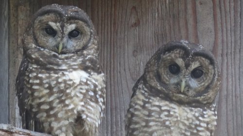 B.C. northern spotted owl breeding program welcomes new chick