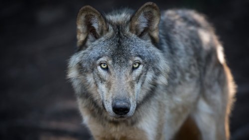 Wolves apparently freed on purpose, Vancouver zoo says amid ongoing recapture efforts