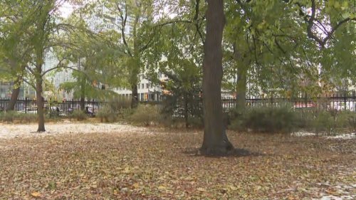 Removal of five historic trees on Osgoode Hall grounds postponed