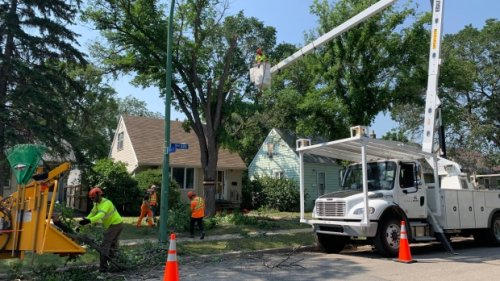 Regina battles confirmed cases of Dutch elm disease
