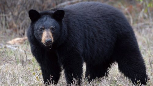 Report of black bear sighting in north London, Ont.