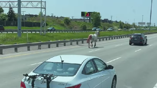 Quebec trucker subdues runaway injured horse on Highway 40