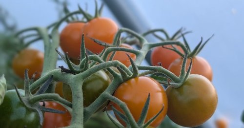 Halifax urban farm staging comeback after parent organization’s closure