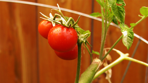 Calgary gardener grows food for charity